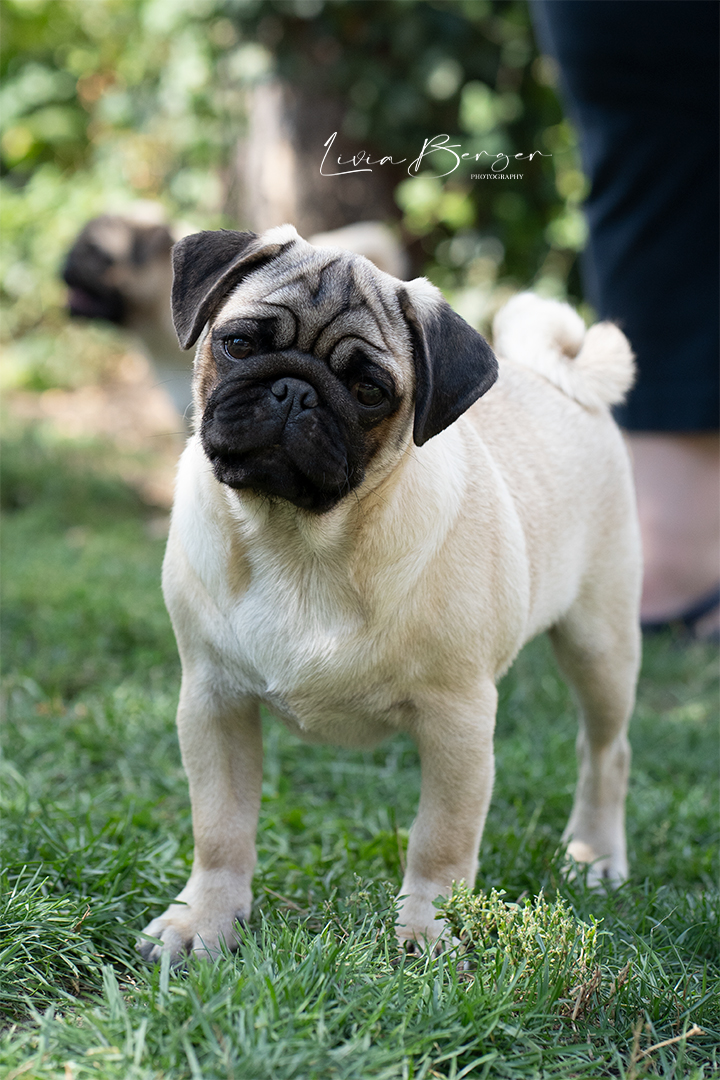 pug-portrait