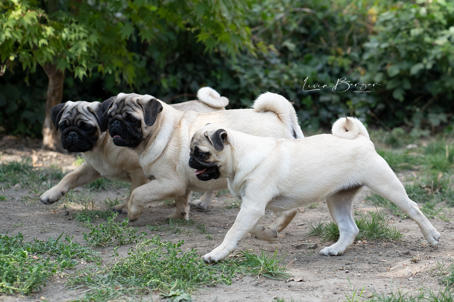 pugs-running
