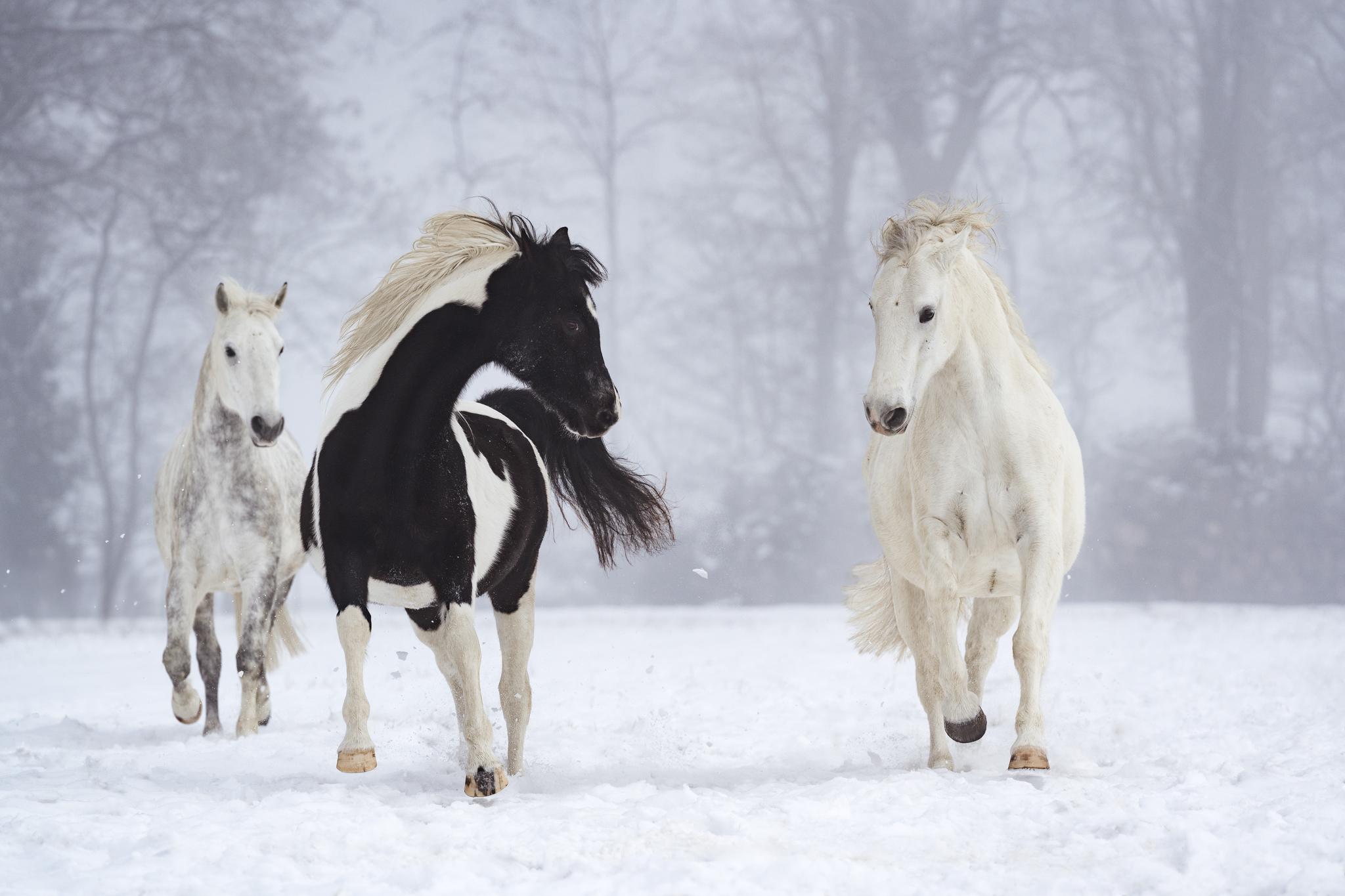 _LBP0400_b_website