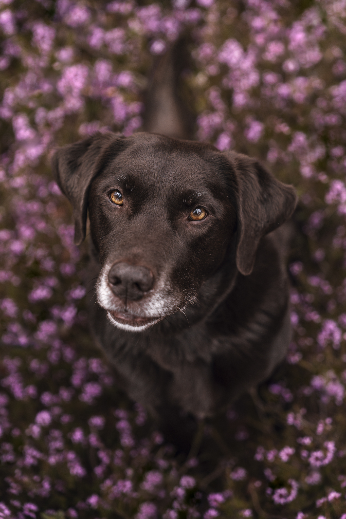 _LBP1262_b_website